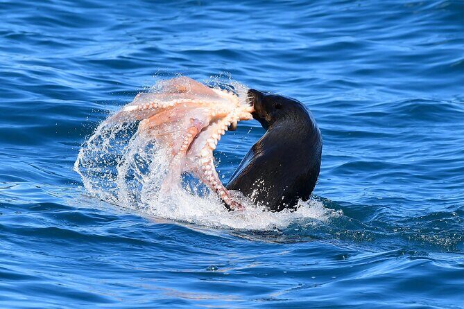 Akaroa Wildlife Cruise - Wildlife You Might Spot (and How to Think About It)