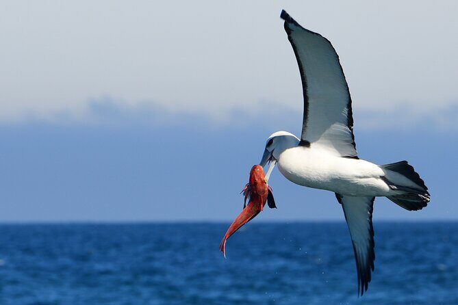 Akaroa Wildlife Cruise - Weather Rules: Plan for Flexibility
