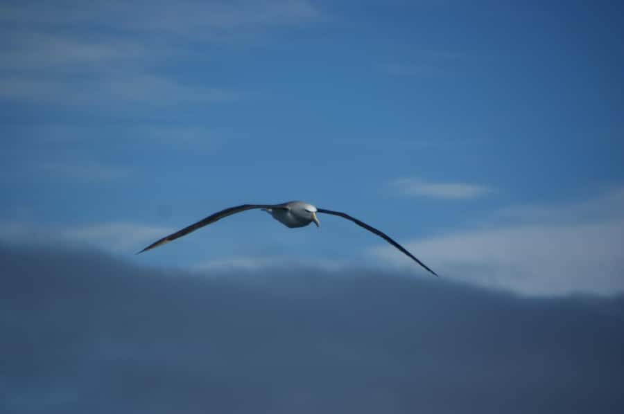 Akaroa: Wildlife Cruise with Dolphins and Penguins - Fox II cruising: dolphins, penguins, and real age-of-sail in Akaroa
