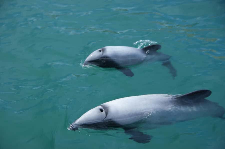 Akaroa: Wildlife Cruise with Dolphins and Penguins - Step 2: Out toward the Pacific for cliffs, caves, and waterfalls