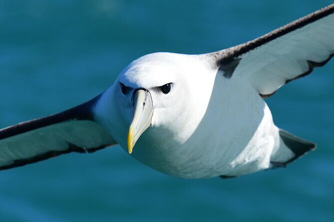 Akaroa Wildlife Cruise - Cruise Pattern: Akaroa Harbour to the Banks Peninsula Coast