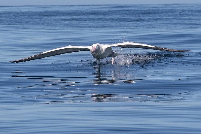 Albatross, seals, and sea birds-Wildlife Cruise - Port Chalmers to the Otago Peninsula: what you’re really paying for
