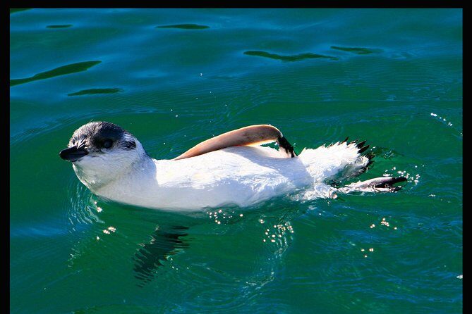 Albatross, seals, and sea birds-Wildlife Cruise - The boat setup: heated cabin, open deck, and the real weather check