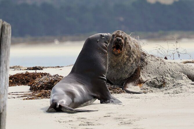 Albatross, seals, and sea birds-Wildlife Cruise - Route moments: Quarantine Stations, shipwrecks, and Careys Bay
