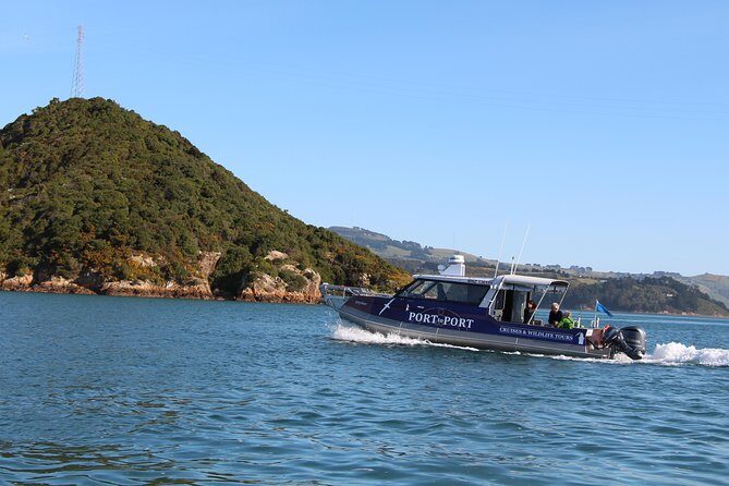 Albatross, seals, and sea birds-Wildlife Cruise - Wildlife targets: albatross, fur seals, sea lions, and blue penguins