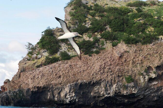 Albatross, seals, and sea birds-Wildlife Cruise - Why Taiaroa Head and the harbour beat a long tramp