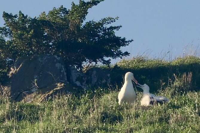 Albatross, seals, and sea birds-Wildlife Cruise - Who this cruise suits best (and who might want a backup plan)