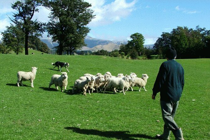 Arthur's Pass and TranzAlpine Train Day Tour from Christchurch - If you hate surprises: weather, walking pace, and how guides handle it