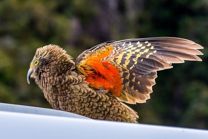 Arthur’s Pass Tour From Christchurch With Jet Boat & TranzAlpine - Arthur’s Pass Village: the Kea moment and alpine etiquette
