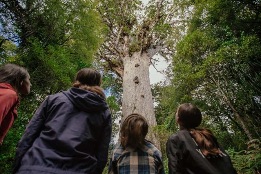Auckland: 2-Day Bay of Islands Small Group Tour with Cruise - North Island in Two Days: How This Tour Paces You
