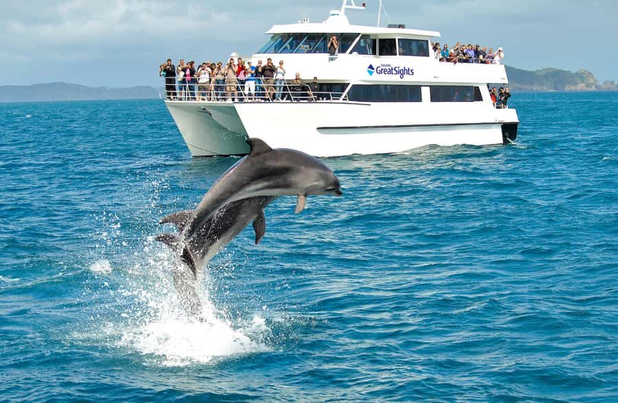 Auckland: Bay of Islands Day Tour with Dolphin Cruise - What to bring (and the few things that make or break the day)