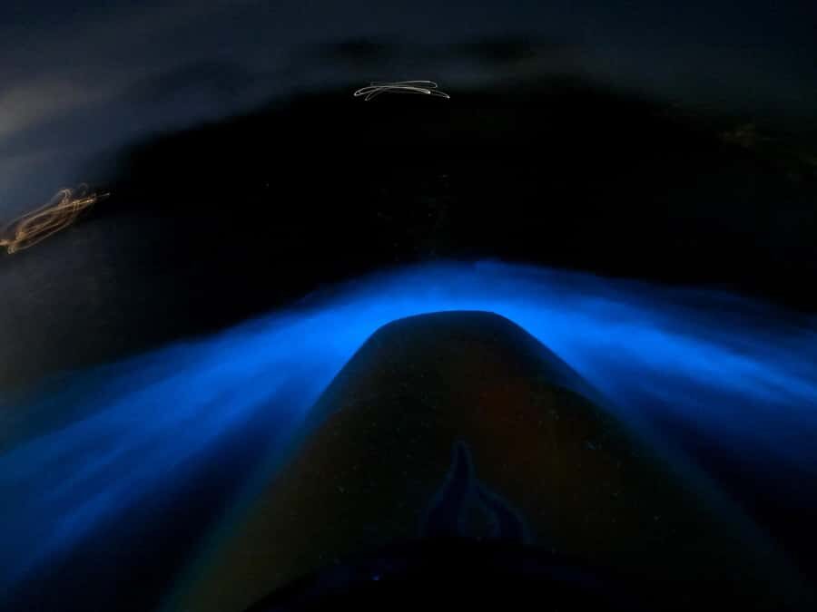 Auckland: Bioluminescence Kayak Tour with Guide - Bioluminescence Viewing: The Good News and the Honest Limits