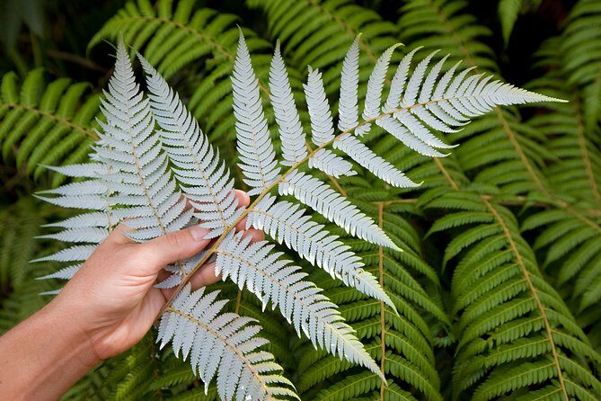 Auckland City and West Coast Full Day Tour - Meeting at Sky Tower and a Full Day That Stays Organized