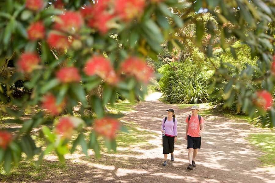 Auckland City and West Coast Luxury Tour - Why this Auckland day tour feels different than the usual drive-by