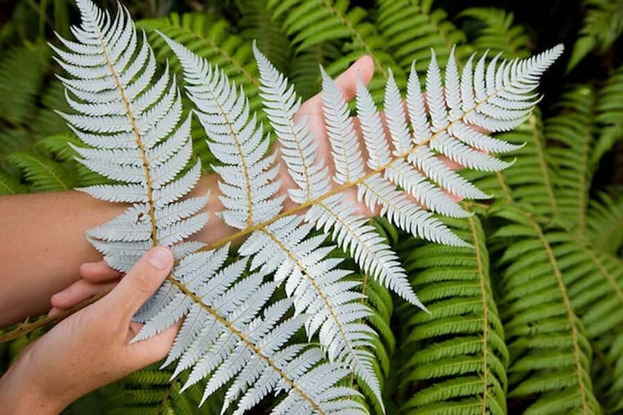 Auckland City and West Coast Luxury Tour - Arataki Visitor Centre and the Waitakere Ranges: rainforest with ocean sound