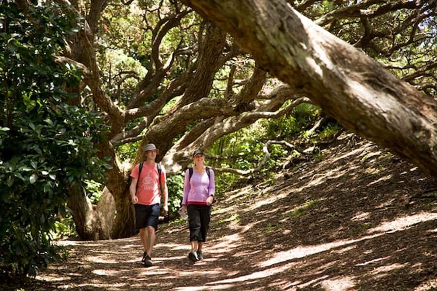 Auckland City and West Coast Luxury Tour - Morning start: Auckland Domain, the museum area, and a volcano view
