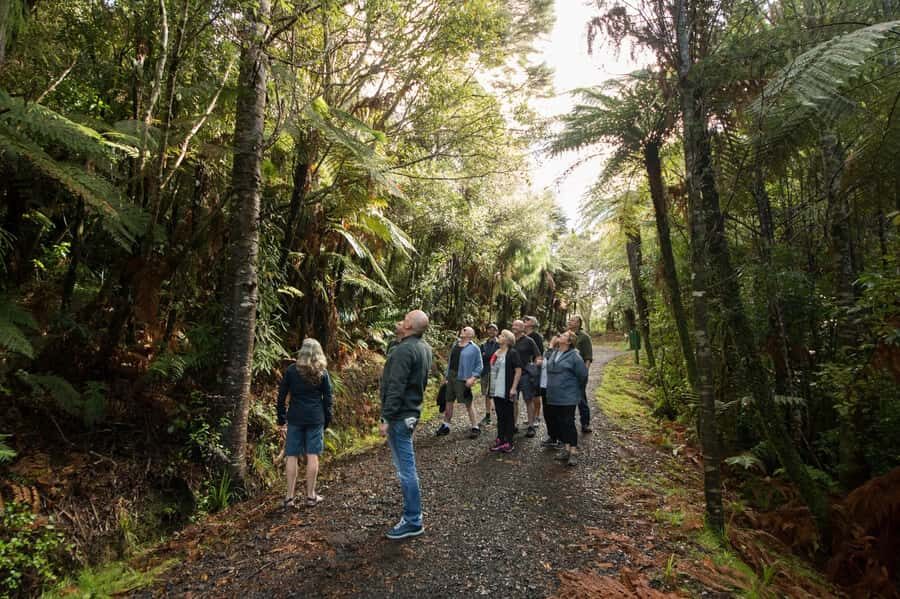 Auckland City, Beaches & Rainforest Premium Small Group Tour - Morning city tour: Domain, Harbour Bridge, Mt Victoria, and the North Shore