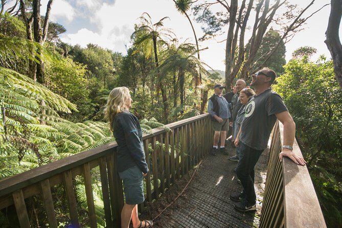 Auckland City Highlights, Afternoon Piha Beach & Rainforest Tour - Why This Auckland City-and-Coast Combo Works in One Day
