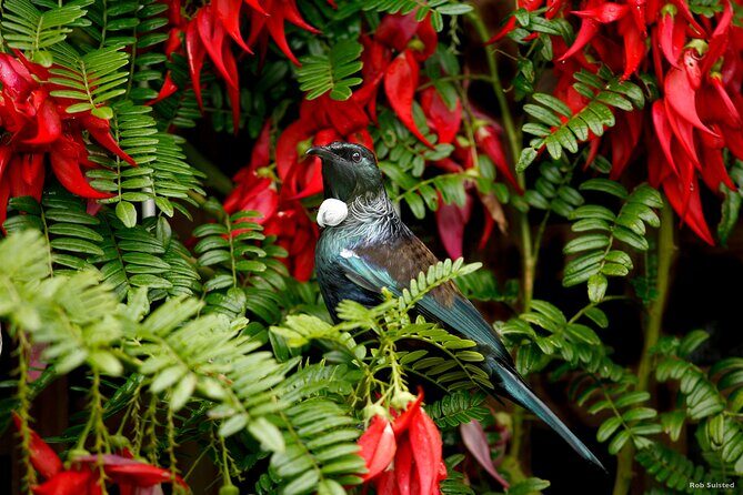 Auckland City Highlights, Afternoon Piha Beach & Rainforest Tour - Piha Beach Black Sand: The Classic Finish With Real Time to Stroll