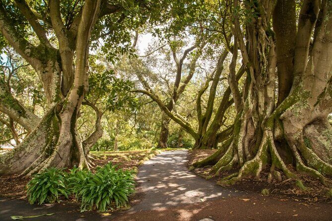 Auckland City Self Guided Walking Tour with an APP - Who this tour suits best