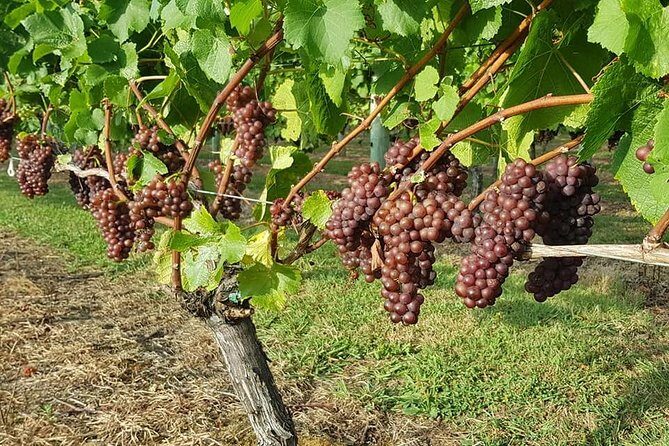 Auckland City Tour & Kumeu Wine Country Includes Wine Tastings & Lunch - Soljans Estate Winery lunch: the midday reset you need