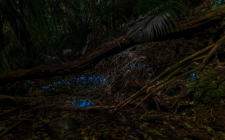 Auckland: Inner-City Glowworm Experience in Ancient Volcano - Key things that make this glowworm tour worth your time