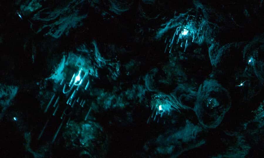 Auckland: Inner-City Glowworm Experience in Ancient Volcano - Why glowworms here feel different than the usual Waitomo trip
