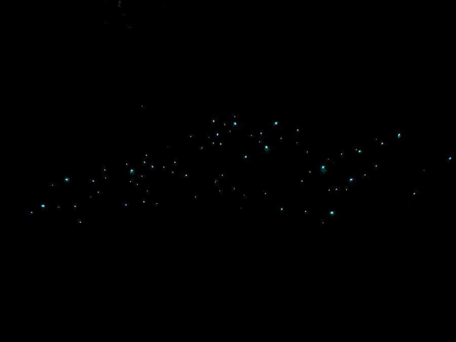 Auckland: Inner-City Glowworm Experience in Ancient Volcano - Auckland Domain at night: 1.3 km of volcanic terrain, steps, and dark paths