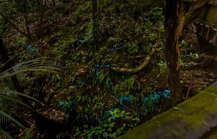 Auckland: Inner-City Glowworm Experience in Ancient Volcano - The Pukekawa volcano setting: what you’re really walking through