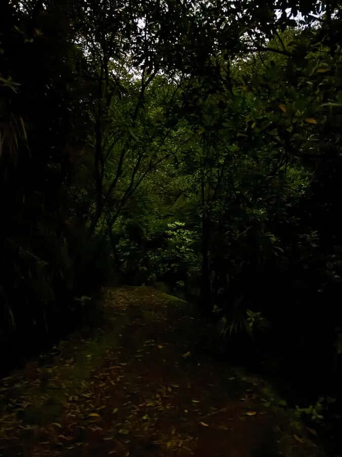 Auckland: Inner-City Glowworm Experience in Ancient Volcano - What you’ll see: glowworms, hidden water, and Nikau palms