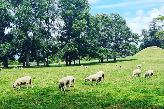Auckland Nature Tour - Getting to the stops: Pickup, a 9:00 start, and how the timing works