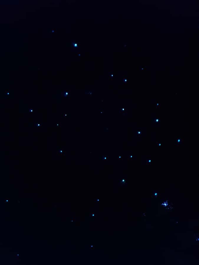 Auckland North Shore Glowworm Tour - What You’ll See: Arachnocampa luminosa Lighting Up the Forest