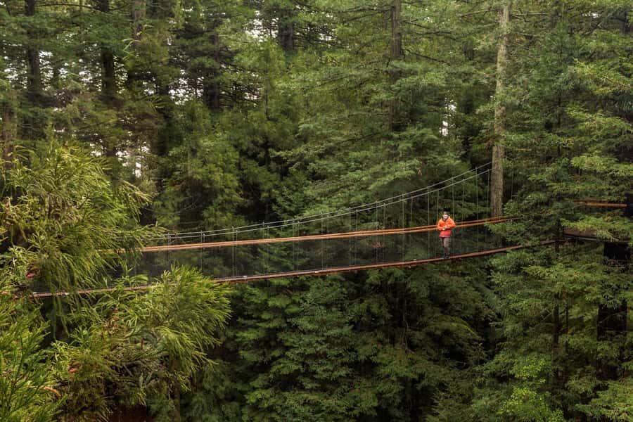 Auckland: Rotorua Highlights with Redwoods Treewalk & Spa - Rotorua in 12 Hours: How the Day Really Flows