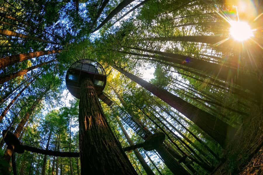 Auckland: Rotorua Highlights with Redwoods Treewalk & Spa - Waikatо Views, Farm Stops, and Tirau’s Corrugated Iron Humor