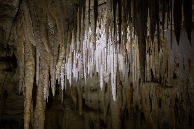 Auckland: Rotorua Māori Village, Waitomo Caves & Lunch - Should you book this Auckland–Rotorua–Waitomo day trip?