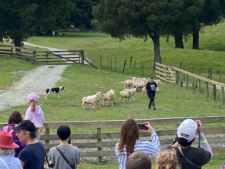 Auckland: Sheepworld, Honey Centre, & Kauri Trail Tour - Auckland to Warkworth: the drive with real story behind it