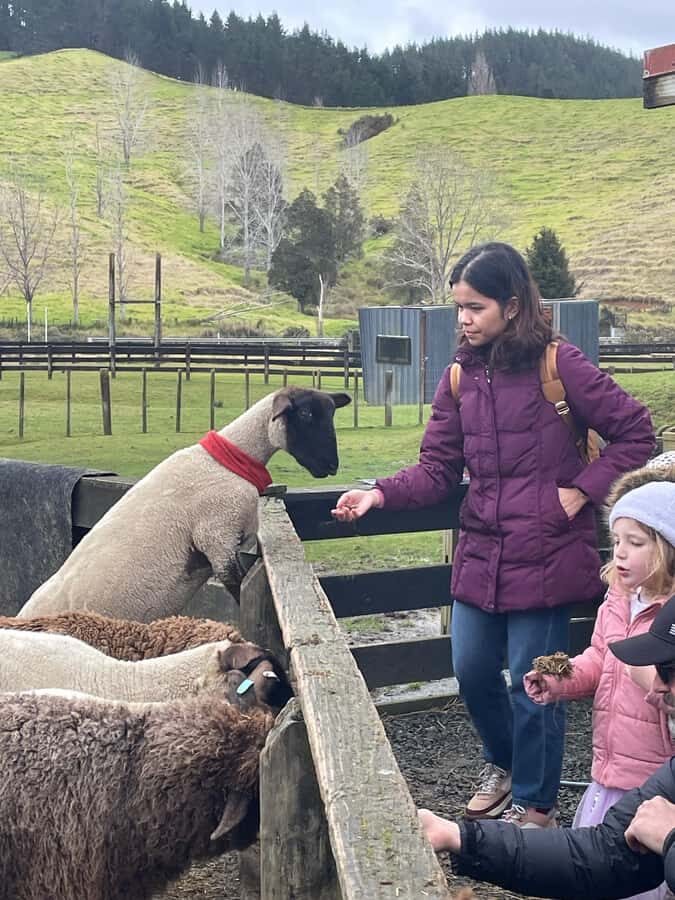 Auckland: Sheepworld, Honey Centre, & Kauri Trail Tour - Sheepworld: a sheep-shearing show you can actually see