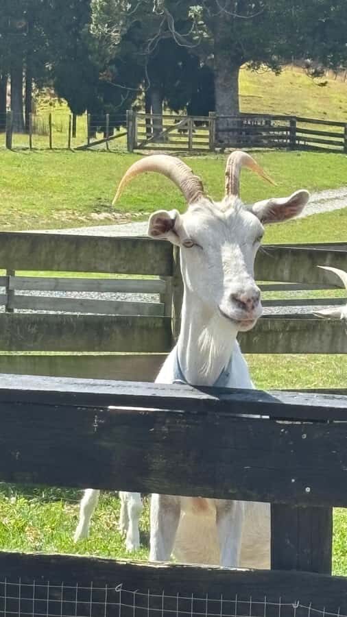 Auckland: Sheepworld, Honey Centre, & Kauri Trail Tour - Parry Kauri Trail: a 20-minute walk among ancient giants