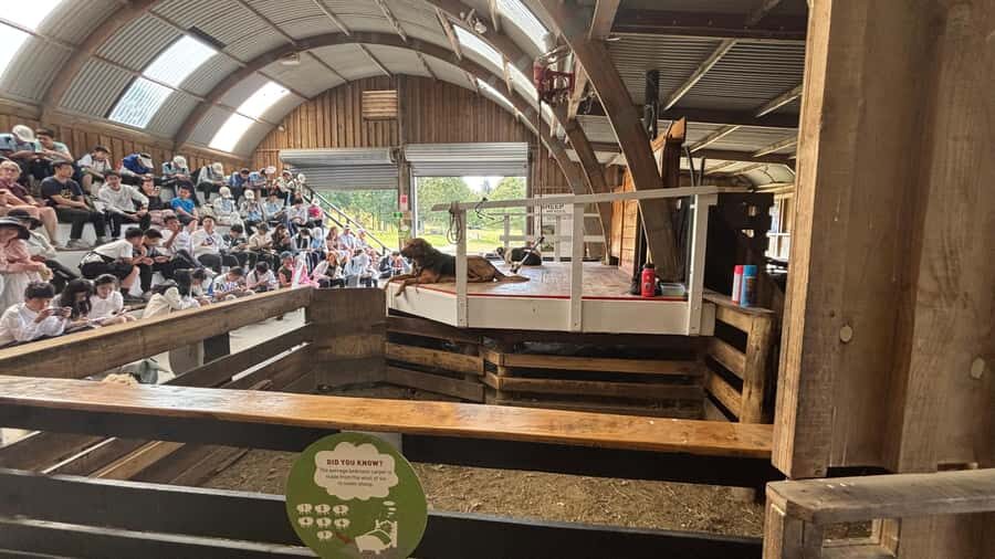 Auckland: Sheepworld, Honey Centre, & Kauri Trail Tour - What the 6 hours really feels like: pacing, group size, and comfort
