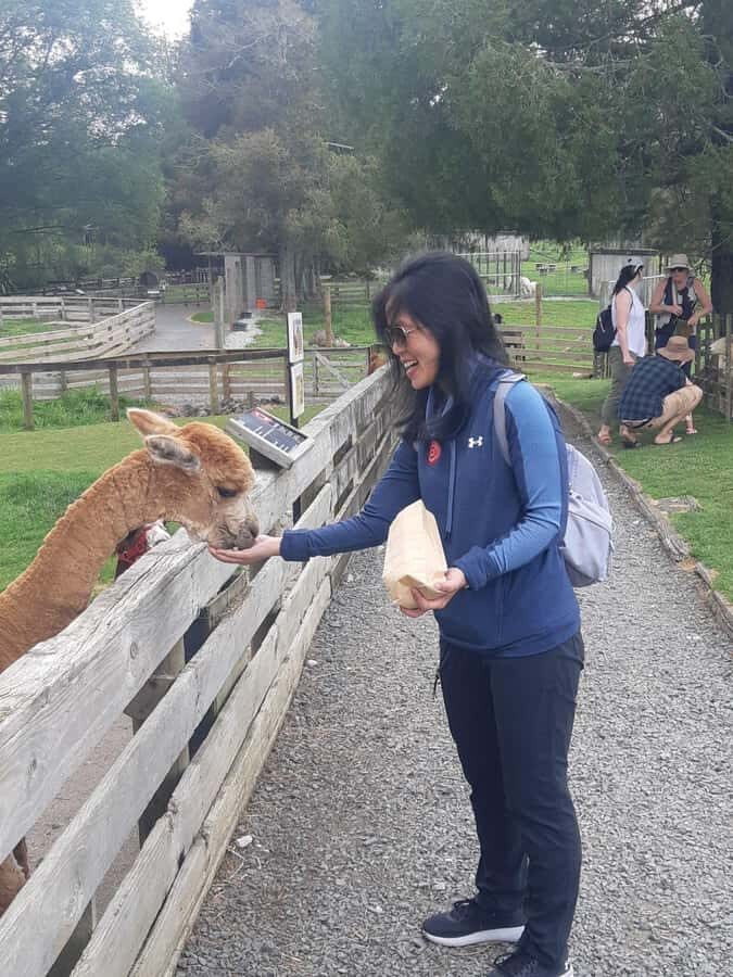 Auckland: Sheepworld, Honey Centre, & Kauri Trail Tour - Price and value: is $172 a good deal for this day?