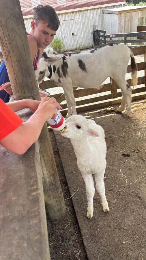 Auckland: Sheepworld, Honey Centre, & Kauri Trail Tour - Who should book this Auckland farm and kauri tour