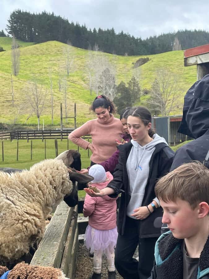 Auckland: Sheepworld, Honey Centre, & Kauri Trail Tour - The Honey Centre: Manuka sampling and live bees up close