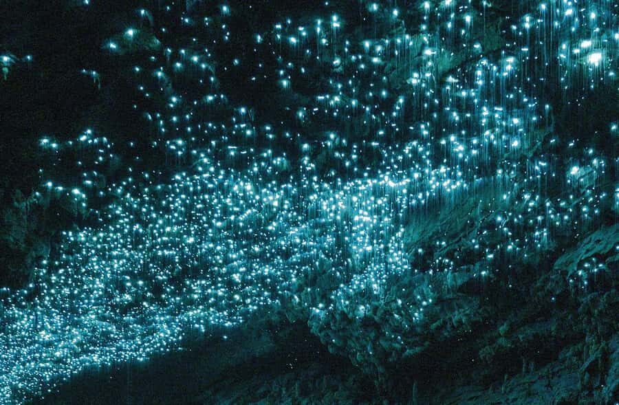 Auckland: Spellbound Glowworm Caves Explorer Tour - At the Caves: What the Walk Feels Like (and What Might Not)