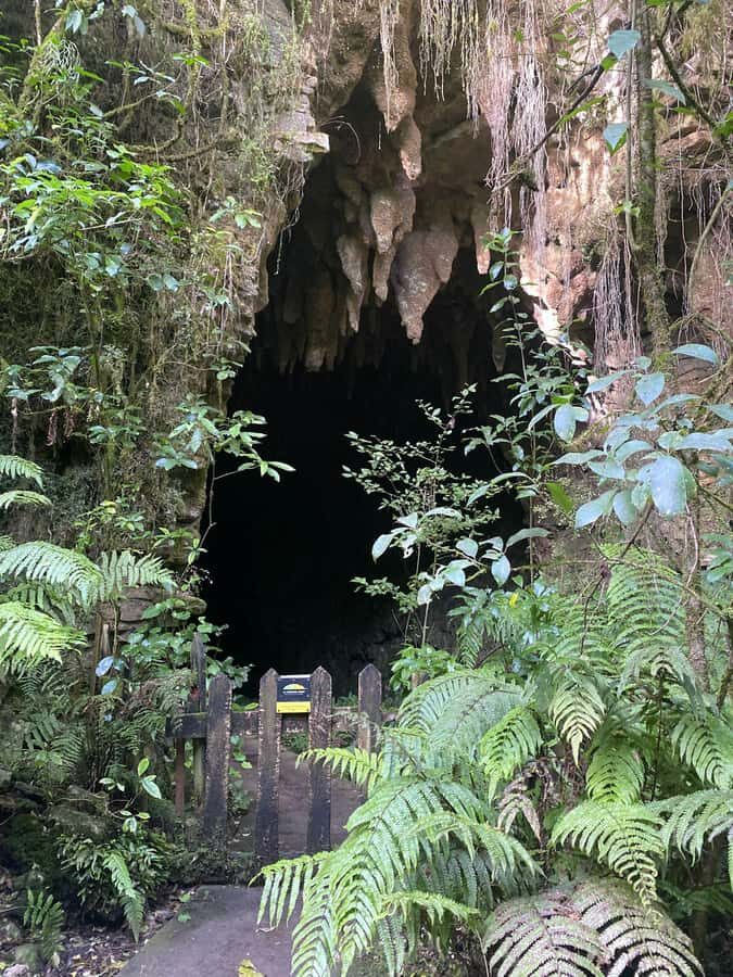 Auckland: Spellbound Glowworm Caves Explorer Tour - Glowworm Grotto by Boat: The Starry Ceiling Moment