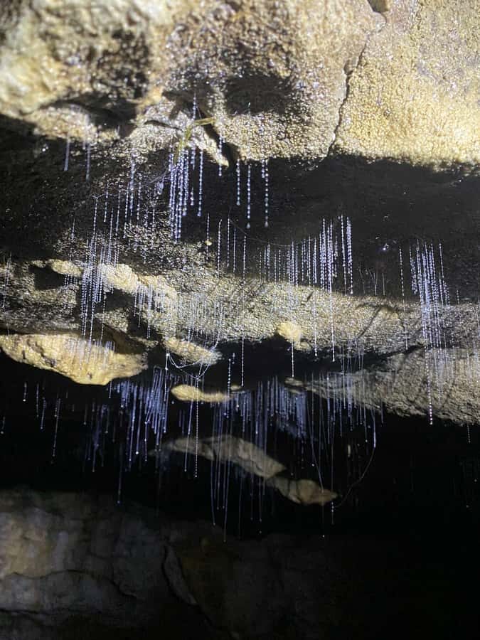 Auckland: Spellbound Glowworm Caves Explorer Tour - Guides and the Small-Group Feel: Why People Keep Mentioning Names