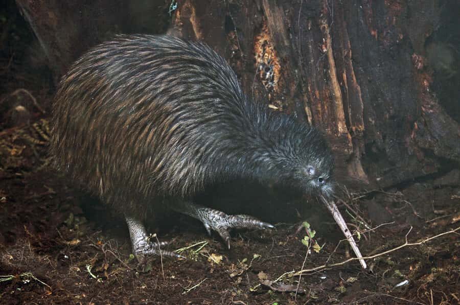 Auckland (Tawharanui): Wild Kiwi Bird Spotting Encounter - The kiwi-spotting walk: why patience is part of the ticket