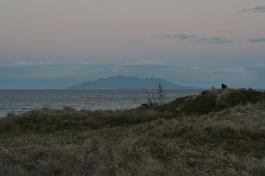 Auckland (Tawharanui): Wild Kiwi Bird Spotting Encounter - Price and value: what $89 buys you at Tawharanui