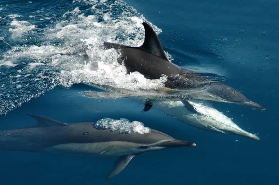Auckland: Tikapa Moana Whales, Dolphins and Islands Cruise - How the Marine Mammal Scanning Really Feels