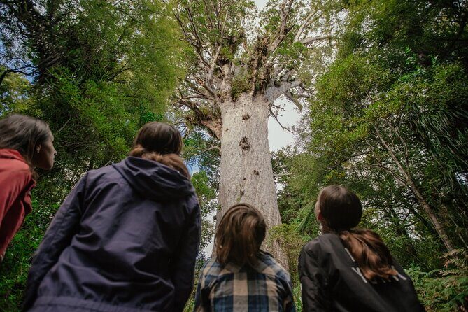 Auckland to Paihia via West Coast Small Group Tour (One Way) - Your seat on the road: pickup, minibuses, and real pacing