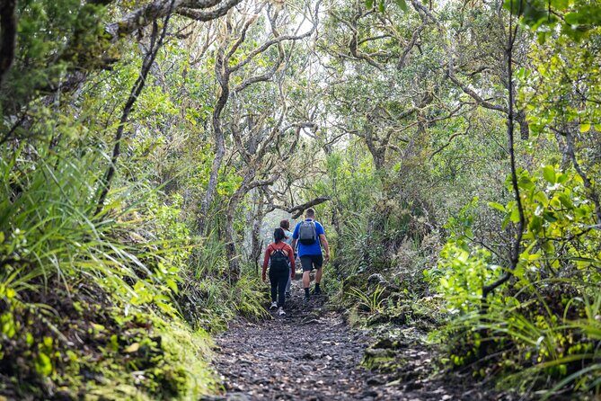 Auckland to Rangitoto Island Ferry - Who Should Book This Rangitoto Ferry Day Trip?